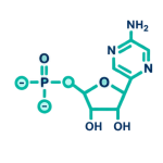 06_Nucleotide